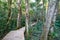 Path to the giant Yellowwood tree in Tsitsikamma, South Africa