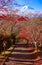 Path to Mt. Fuji in autumn, Fujiyoshida, Japan