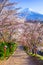 Path to Mt. Fuji in spring, Fujiyoshida, Japan