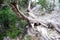 The path to the nuragic village of Monte Tiscali, a old Juniper