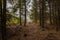 Path to Peak of Skopiec highest point in Kaczawskie mountains