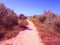 Path to the sea among olive trees.