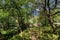 Path to a small rural house in a typical Atlantic forest with lo