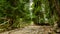 Path to waterfall Kamienczyk in Szklarska Poreba forest.