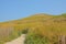 Path towards cap blanc nez along the fields on the cliffs on the French Northe sea coast,