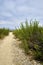 Path towards Silverstrand beach, San Diego County