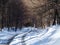 Path and traces in desolate wooden forest in Beskid Mountains