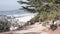 Path, trail or footpath, ocean beach, California coast. Waterfront pine cypress.