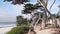 Path, trail or footpath, ocean beach, California coast. Waterfront pine cypress.