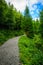 Path tree in the forest on the border