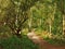 Path through trees at Fairburn Ings, Yorkshire, England