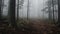 A path between Trees and foliage disappearing into the ethereal mist in the foggy forest