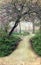 Path Through Trees on Grunge Background