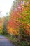 Path and trees during Indian Summer in Quebec, Canada