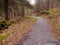 Path through trees, lots of leaves