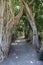 Path through trees, Marie Selby Botanical Gardens, Sarasota, Florida