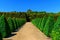 Path and trimmed trees in Alowyn garden