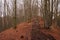 Path trodden in oak forest in autumn in mountains