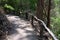 Path in tropical forest