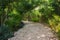 Path in tropical forest. Sunlight through trees in rainforest. Walkway in garden. Tropical park landscape.