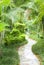 Path in tropical garden