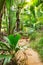 Path in tropical rainforest. The Vallee De Mai palm forest ( May Valley), island of Praslin, Seychelles