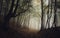 Path trough a dark mysterious forest with fog in autumn