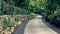 Path trough tropical vegetation, Vietnam