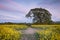 A path between two fields of oil seed rape flowers