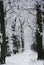 Path between two rows of big oaks covered with snow