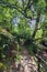 Path through a typical Atlantic forest and with a lot of vegetation, next to a river, in Galicia, Spain