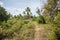 Path through Uncultivated Land