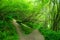 Path under a greeny forest