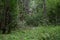 A path in a unique forest. Deciduous birch forest trees and shrubs, branches leaves. Green grass. Much branched, with a dense