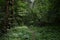 A path in a unique forest. Deciduous birch forest trees and shrubs, branches leaves. Green grass. Much branched, with a dense