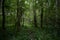 A path in a unique forest. Deciduous birch forest trees and shrubs, branches leaves. Green grass. Much branched, with a dense