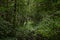 A path in a unique forest. Deciduous birch forest trees and shrubs, branches leaves. Green grass. Much branched, with a dense