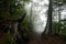 Path up Mount Fuji through a small forest with fog, Japan