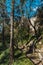 Path between vegetation and trees below the wall in Castelo dos Mouros in sintra, portugal