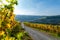 Path through a Vine yard at the river Moselle