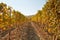 Path in the vineyard in autumn with yellow leaves in a sunny day