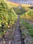 Path through the vineyards