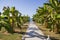 Path walk between tropical trees leading to the ocean in the horizon