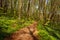 Path way in blossoming spring forest, nature background