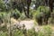 Path in Western Australian bush