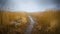 Path into wetland with reeds