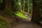 Path through Whinlatter Forest