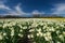 Path among the white narcissus flowers growing in a field, the N