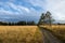 path through wide golden grassy hills with forest and clouds