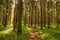 Path in Wild forest